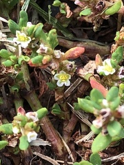 Polygonum aviculare