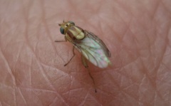 Meromyza saltatrix