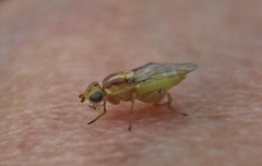 Meromyza saltatrix