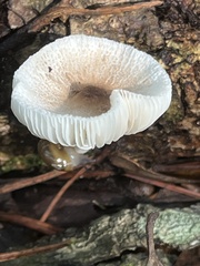Pluteus longistriatus