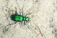 Cicindela sexguttata