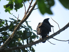 Cephalopterus ornatus