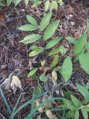 Uvularia sessilifolia