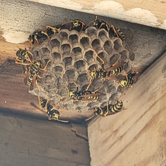 Polistes dominula