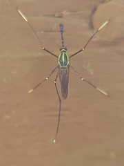 Toxorhynchites rutilus