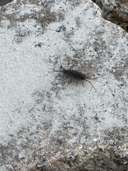 Ligia exotica