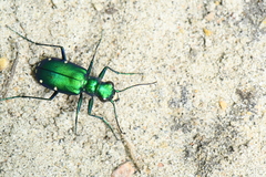 Cicindela sexguttata