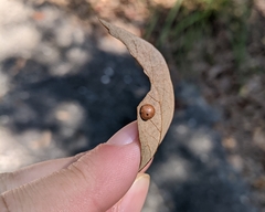 Belonocnema treatae