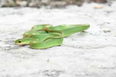 Opheodrys vernalis