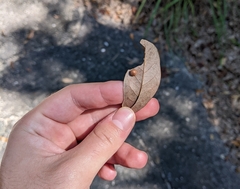Belonocnema treatae
