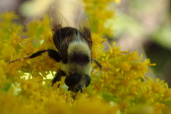Eristalis flavipes