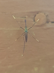 Toxorhynchites rutilus