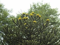 Araucaria araucana