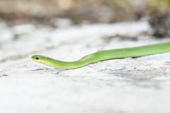 Opheodrys vernalis