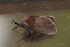 Scopelodes albipalpalis