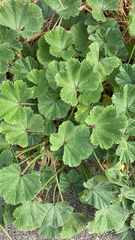 Malva parviflora