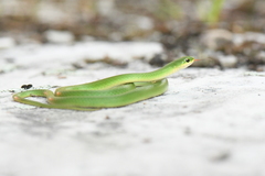 Opheodrys vernalis