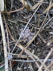 Pseudocneorhinus bifasciatus