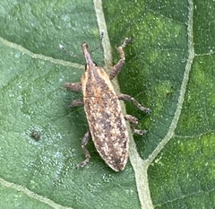 Lixus scrobicollis