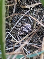 Pseudocneorhinus bifasciatus