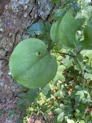 Smilax rotundifolia