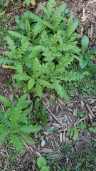 Erechtites hieraciifolius