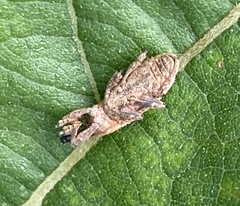 Lixus scrobicollis