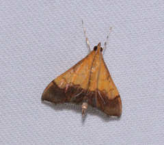 Pyrausta bicoloralis