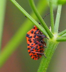 Graphosoma italicum