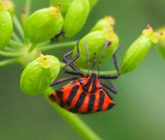Graphosoma italicum
