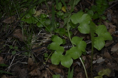 Hepatica nobilis