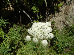 Ligusticum grayi
