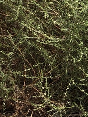 Salsola australis