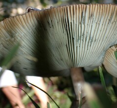 Chlorophyllum molybdites image