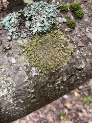 Melanelixia subaurifera