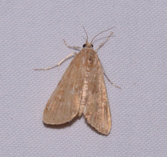 Elophila gyralis
