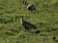 Theristicus melanopis