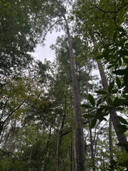 Pinus elliottii