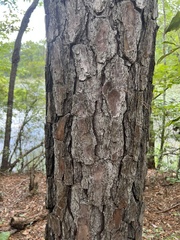 Pinus elliottii