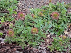 Acaena ovalifolia