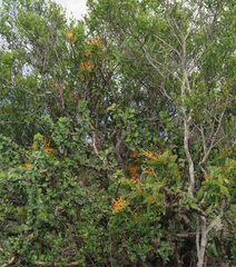 Psittacanthus schiedeanus