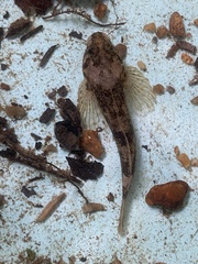 Cottus