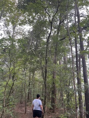 Persea borbonia