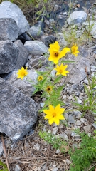 Bidens aristosa