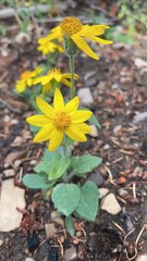 Arnica cordifolia