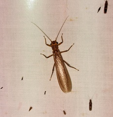 Acroneuriinae