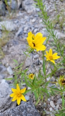 Bidens aristosa