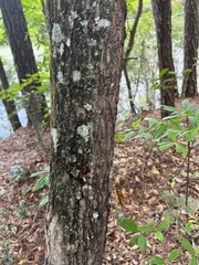 Persea borbonia
