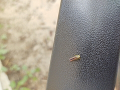 Graphocephala coccinea