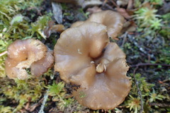 Craterellus tubaeformis